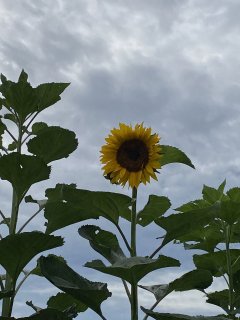 49381CA3-E67B-4B5C-BE36-BC5845A66EED.jpeg