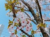 sss-桜.jpg