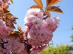 DSCN4678.jpg