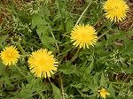 DSCN5164.jpg