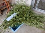 DSCN1585.jpg