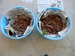 DSCN6955.jpg