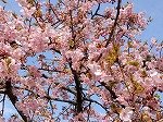 DSCN4929.jpg