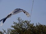 DSCN6554.jpg