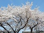 DSCN5347.jpg