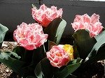 DSCN5940.jpg
