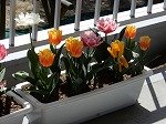 DSCN6950.jpg