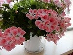DSCN8147.jpg