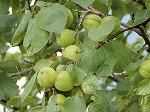 DSCN1289.jpg