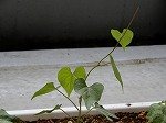 DSCN9749.jpg