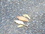 DSCN3972.jpg