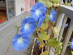 DSCN6017.jpg