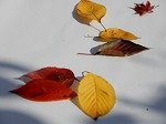 DSCN7971.jpg
