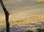 DSCN0246.jpg