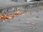 DSCN8228.jpg