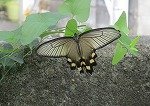IMG_4009aa.jpg