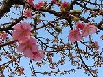 IMG_1534.jpg