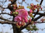 IMG_1450.jpg