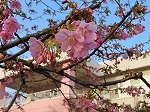 IMG_1532.jpg