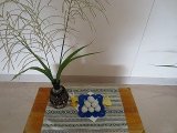 IMG_5090.jpg