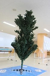 tree1.jpg