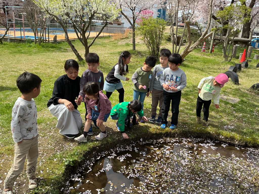 桜満開！新学期 | 沼垂幼稚園ブログ